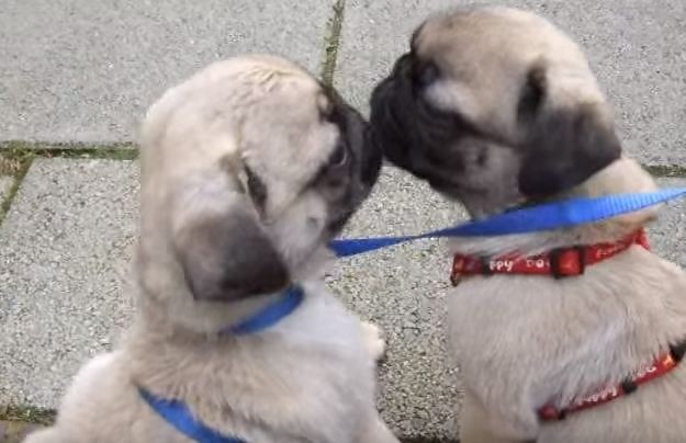 pug kiss