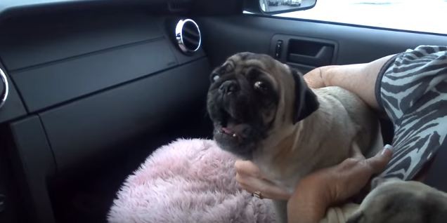 pug lets loose