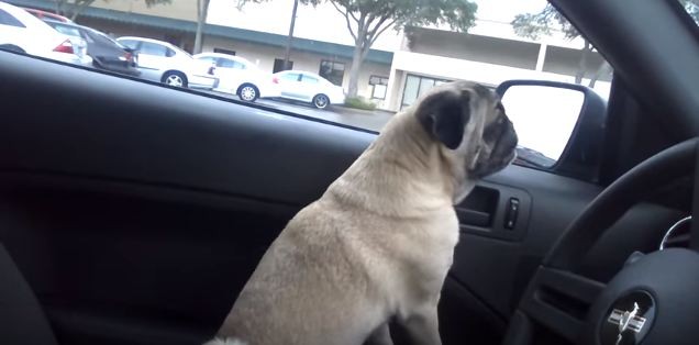 pug scratching door