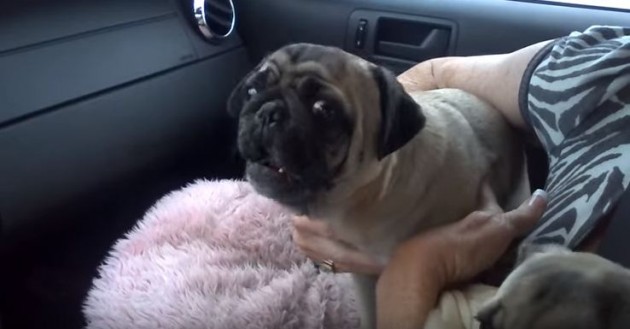 pug screaming