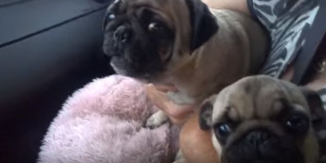 pug staying out of other pug's way