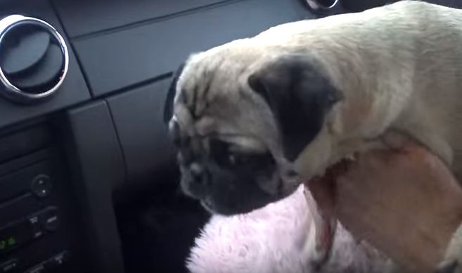 pug trying to get lose