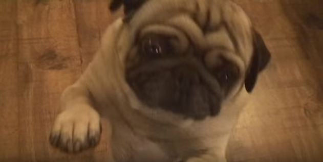 pug's arm dancing