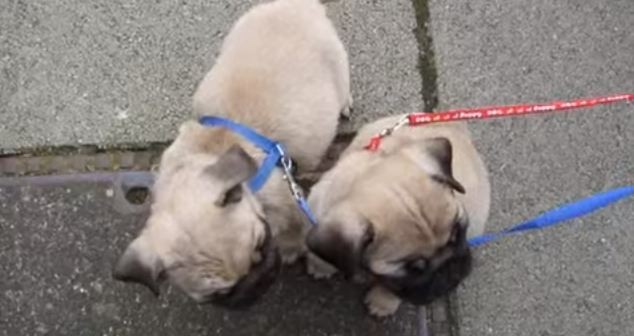 pugs going on a walk