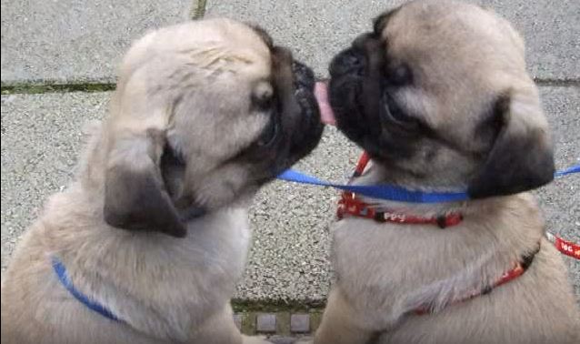 pugs licking one another