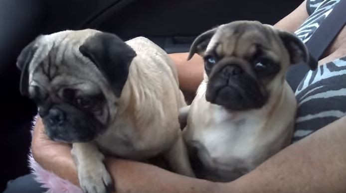 pugs on their mom's lap