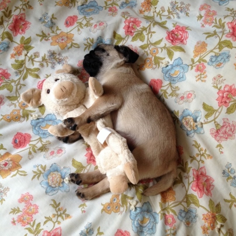 pug sleeping