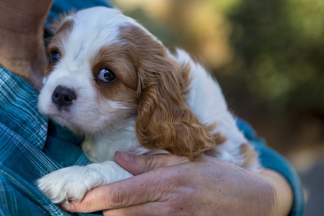 spaniel