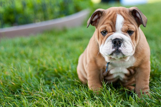 bulldog