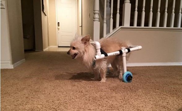 DIY doggy wheelchair