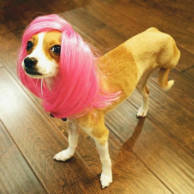 wig dog