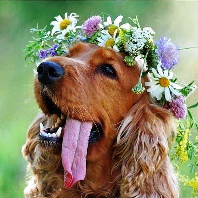 flower crown