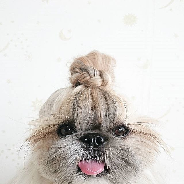 dog bun