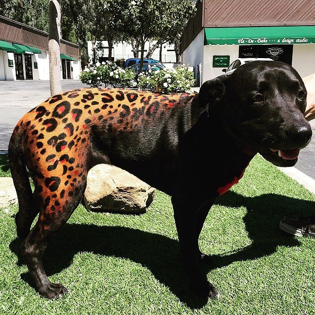 dog leopard