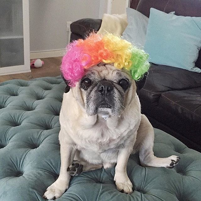 pug clown