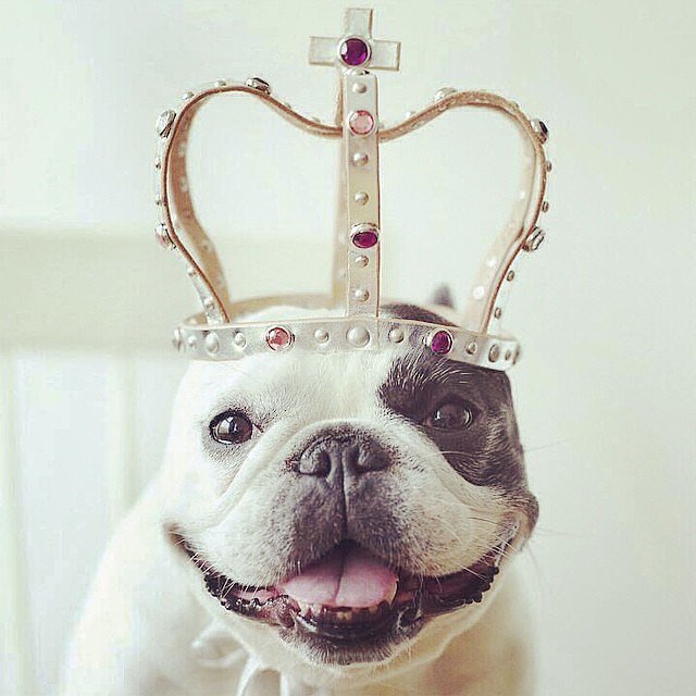 bulldog crown