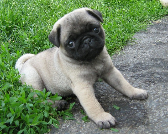 adorable pug puppy