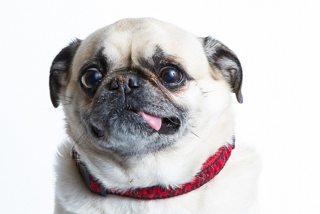 animal shelter pug