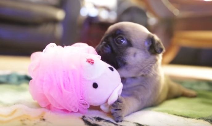 baby pugs playing