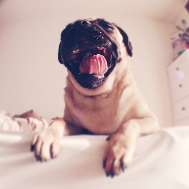 bored pug