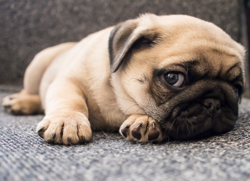 8 Reasons Why You Should NEVER Own a Pug...