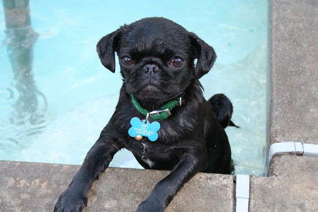 poolside pug