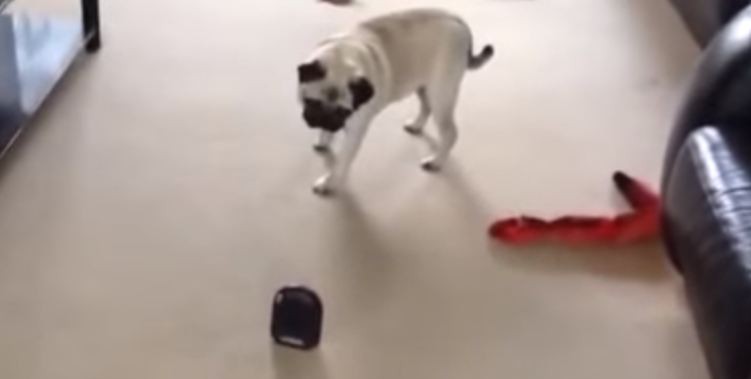 pug and fart machine