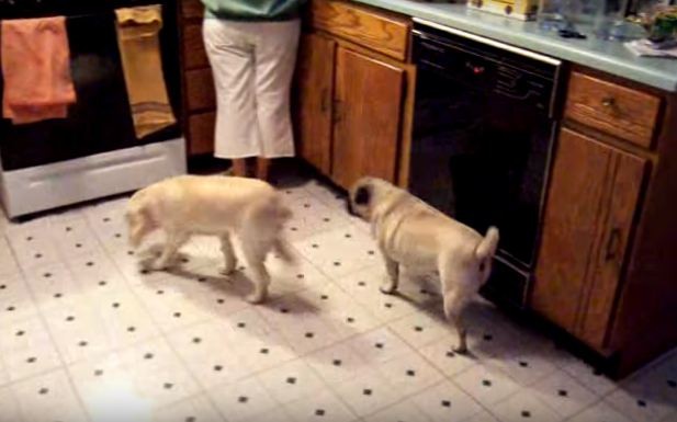 pug and sibling in kitchen
