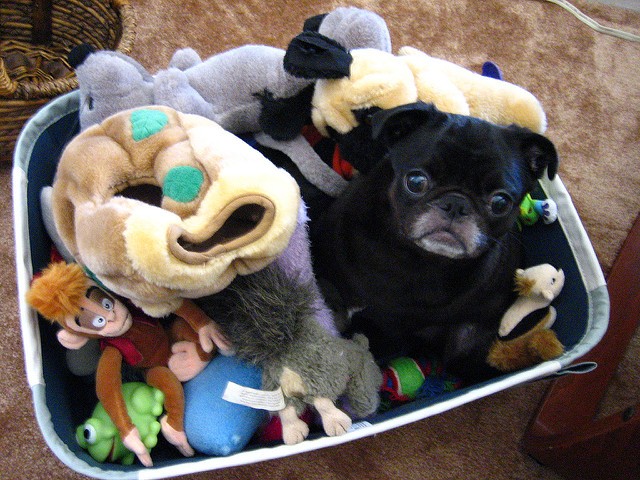pug and toys