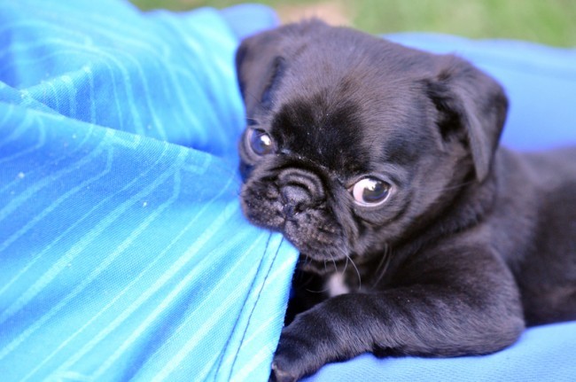 pug chewing on sheets