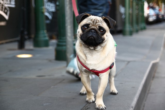 pug on the street