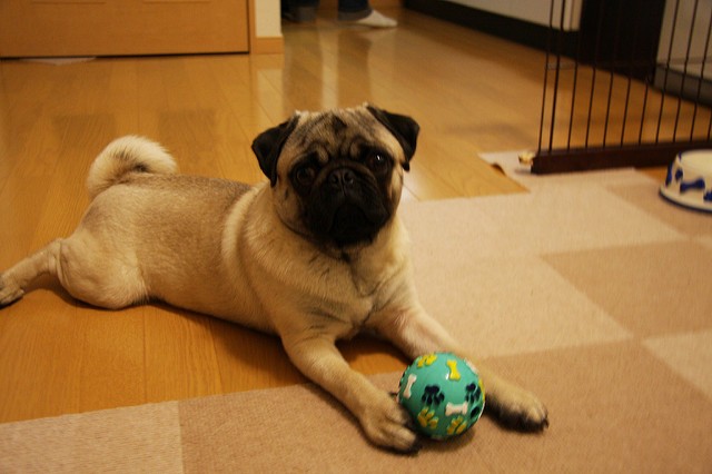 pug playing with a toy