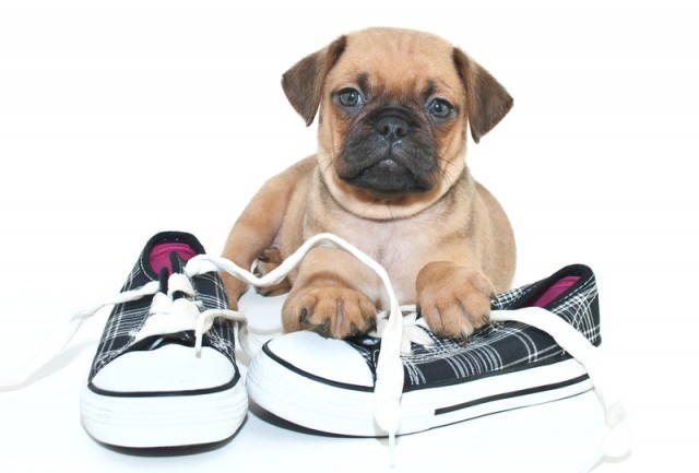 pug puppy with shoes