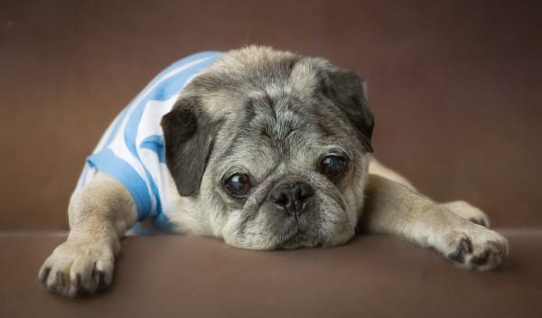 pug senior dog