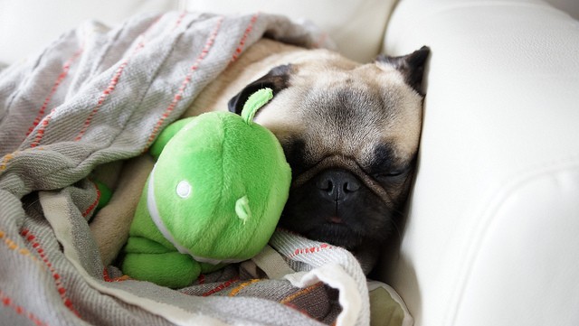 pug sleeping with stuffed animal