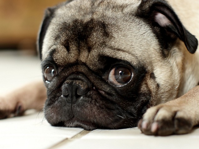 pug staring with big eyes