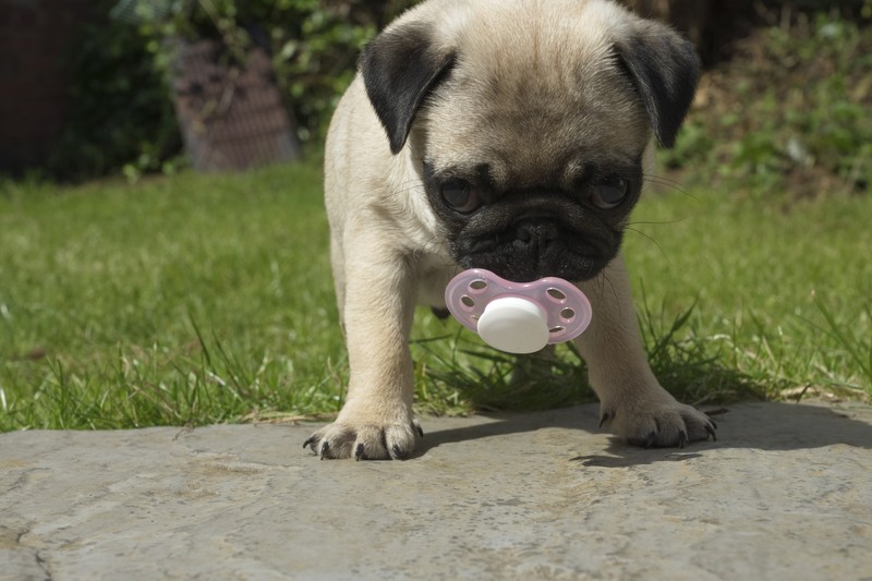 pug with binkie