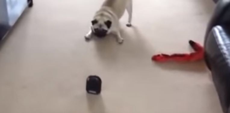 pug's attack move