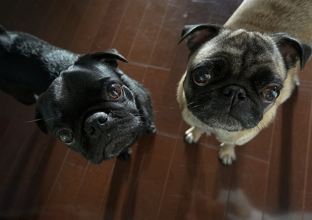 pugs listening and staring