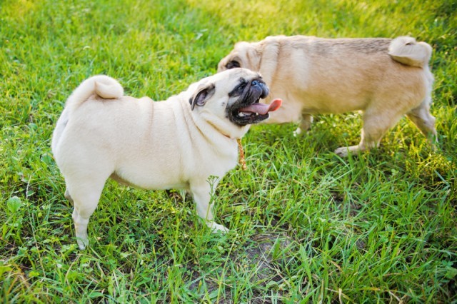 two pugs