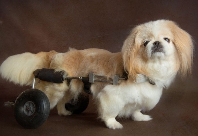 senior dog with wheelchair