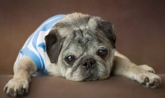 senior pug in a sweater