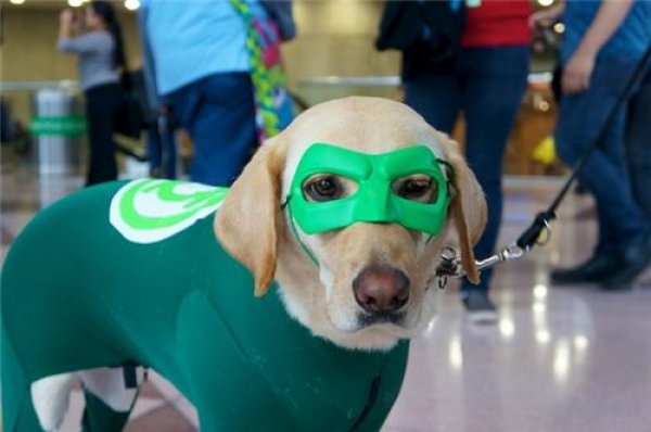 green-lantern-dog