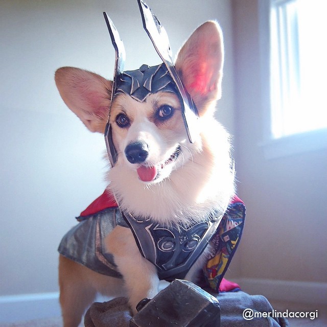 corgi thor