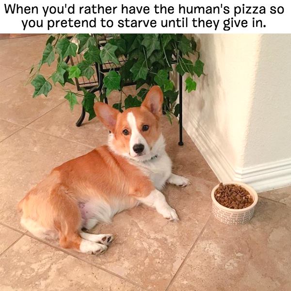 starve dog