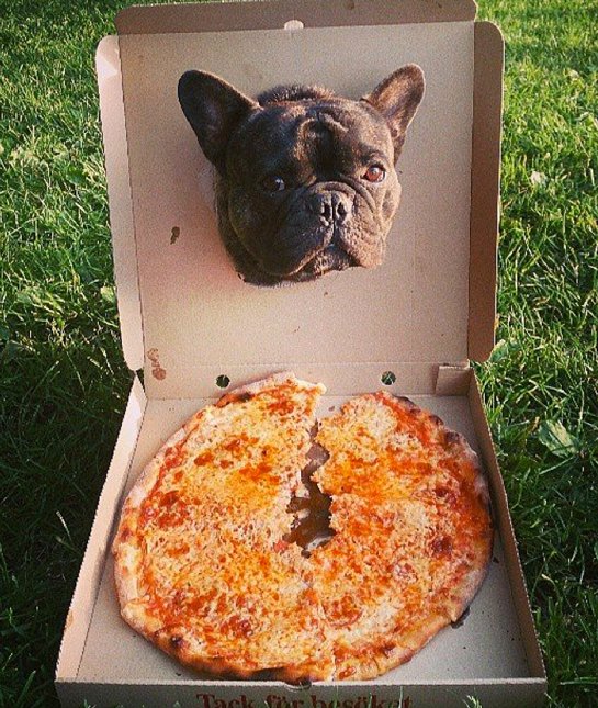 pizza frenchie
