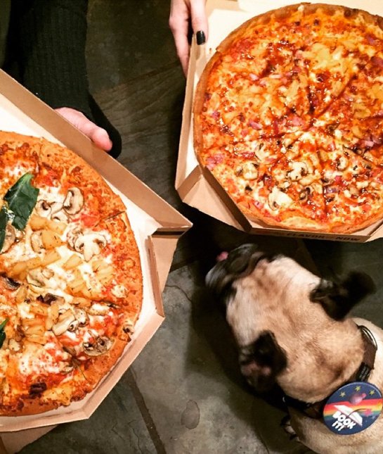 pug pizza