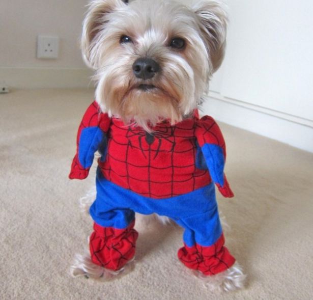 Spiderman Yorkie