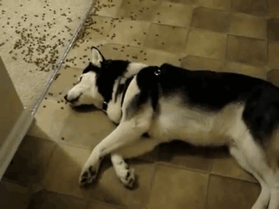 dog eating kibble off the floor