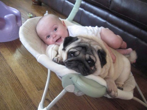 pug and baby hug